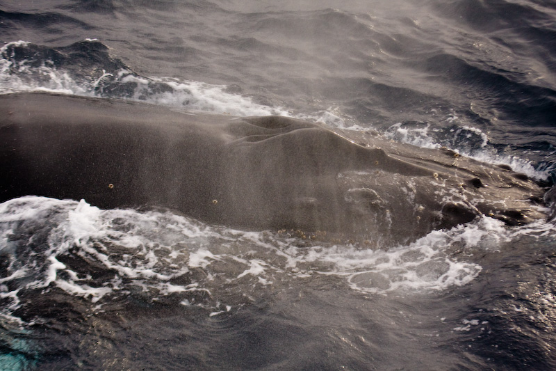 Humpback Whale